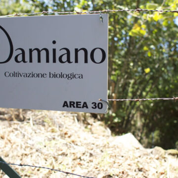 nocciole damiano