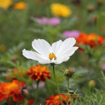 fiori di campo