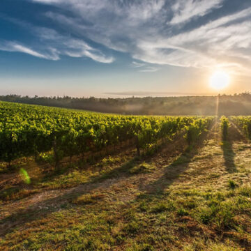 Lavoro – Cia: con l’avvio della vendemmia e’ urgente semplificare gli strumenti per gli stagionali