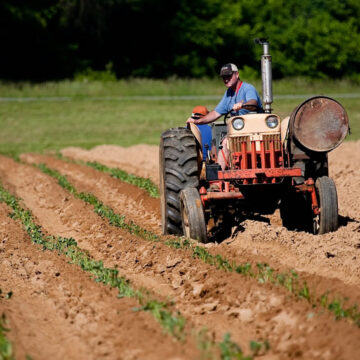 Agricoltura: pronto il riordino del servizio fitosanitario nazionale