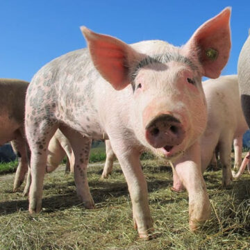 Peste suina – CIE: bisogna scongiurare il rischio in Italia con una riforma sulla legge sugli animali selvatici