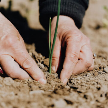 DL Sostegni: oltre 450 mln di euro per l’agricoltura si aggiungono ai ristori