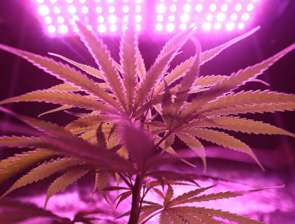 Pandemia e aumento della coltivazione di Cannabis in casa Pandemia e aumento della coltivazione di Cannabis in casa
