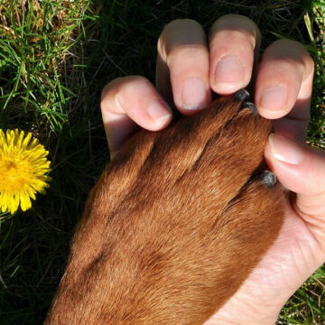 Cani da assistenza: non esistono motivi per vietarne l’accesso negli ospedali