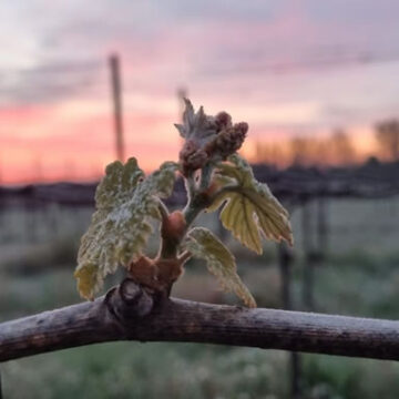 Maltempo: Cia, in Emilia-Romagna e Veneto le gelate danneggiano vigneti e alberi da frutto