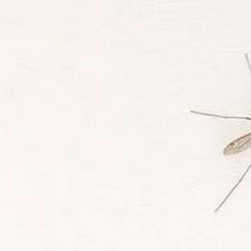 Zanzare: rimedi naturali e protettivi