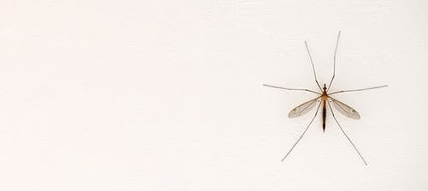 Zanzare: rimedi naturali e protettivi