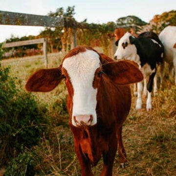 La filiera zootecnia italiana reclama maggiore attenzione in tema di sostenibilità