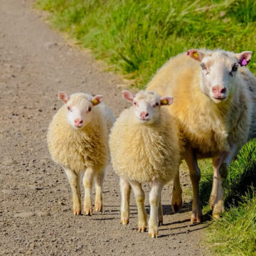 La questione del branco di pecore