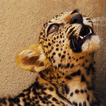 Un cucciolo di raro leopardo arabo fa nascere la speranza di una rinascita di una specie a rischio estinzione