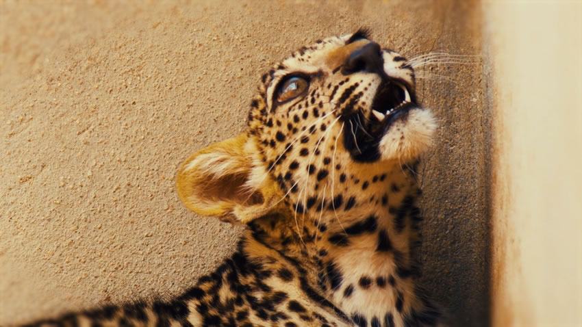 Un cucciolo di raro leopardo arabo fa nascere la speranza di una rinascita di una specie a rischio estinzione