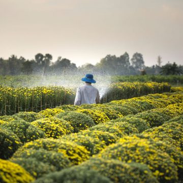 Agricoltura: un altro passo avanti per la riforma del servizio fitosanitario nazionale