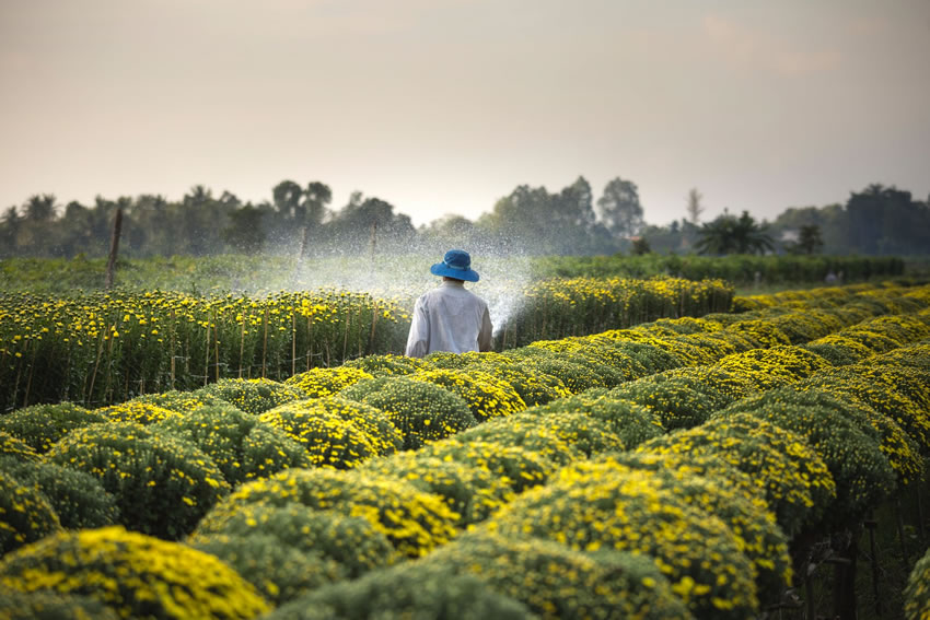 Agricoltura: un altro passo avanti per la riforma del servizio fitosanitario nazionale