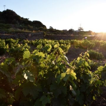 SullaStradaDelVino con Massimo e Susanna, alla scoperta dei Vini Doc dell’isola di Pantelleria in una cornice d’eccezione