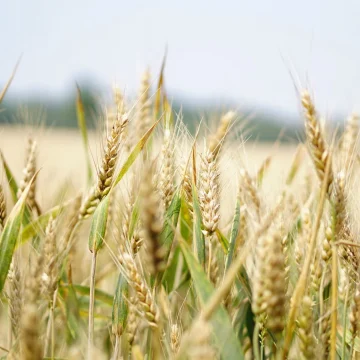Ucraina – Cia: l’agricoltura non può fermarsi. Subito interventi per il settore