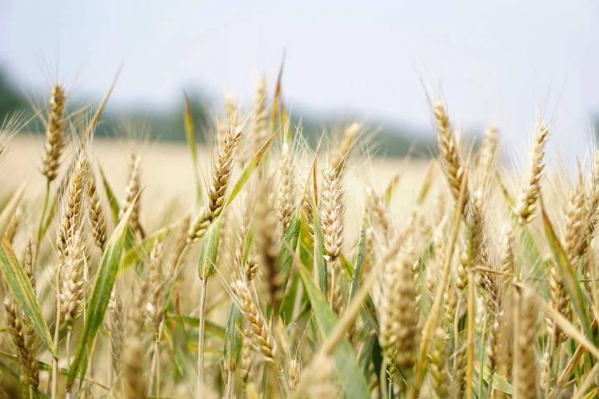 Ucraina – Cia: l’agricoltura non può fermarsi. Subito interventi per il settore