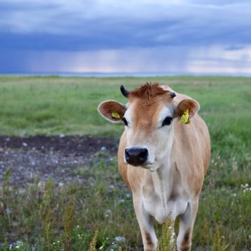 Ucraina e impatto sul settore agroalimentare: se non si risolve la crisi arriveranno rincari del 20% sulle bistecche