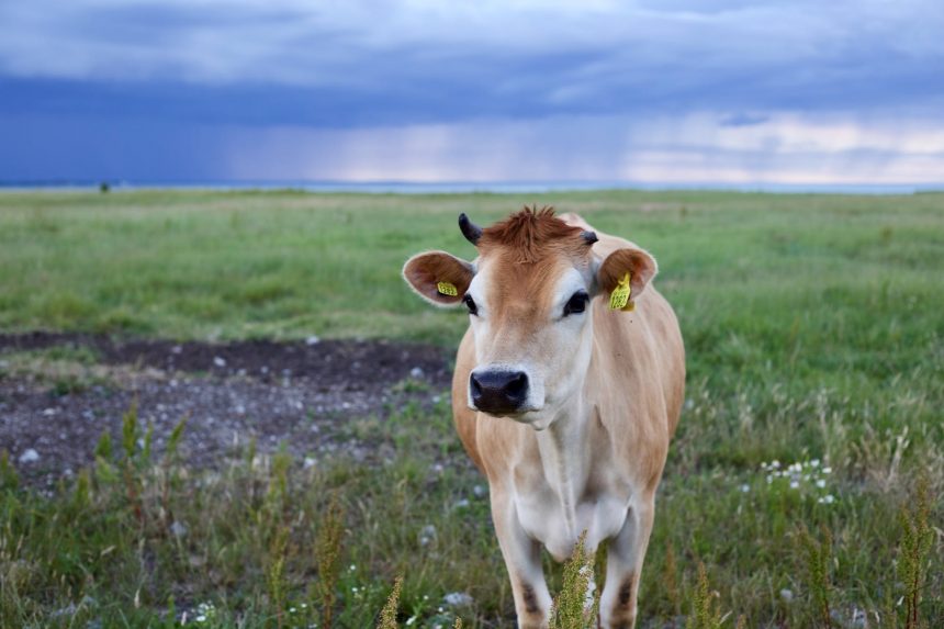 Ucraina e impatto sul settore agroalimentare: se non si risolve la crisi arriveranno rincari del 20% sulle bistecche