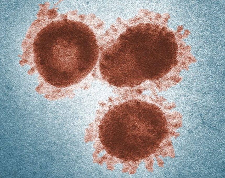 Cina: primo caso di influenza aviaria su un essere umano