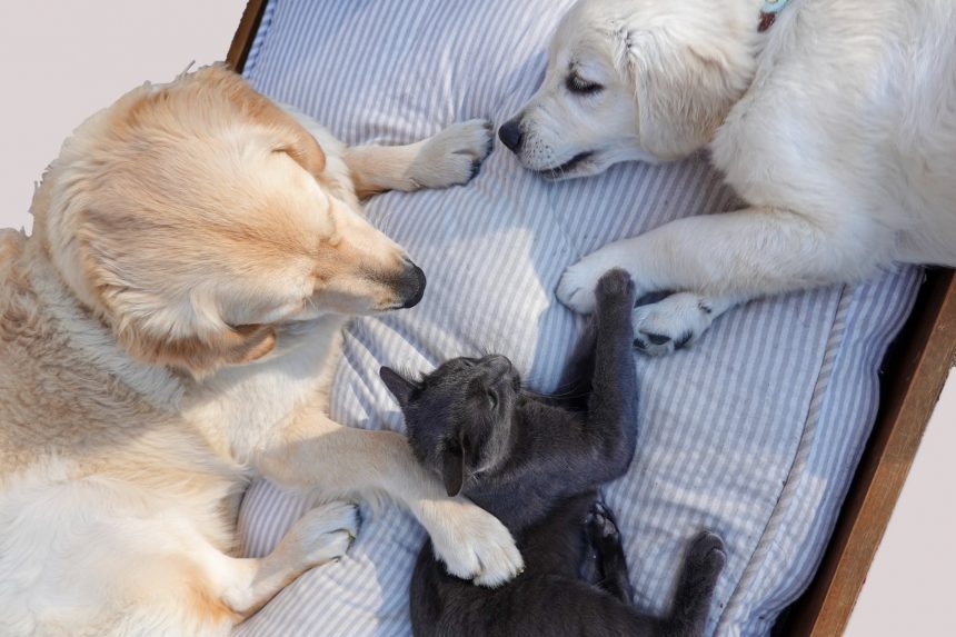 Animali da compagnia: i 4 consigli preziosi per farli vivere in salute