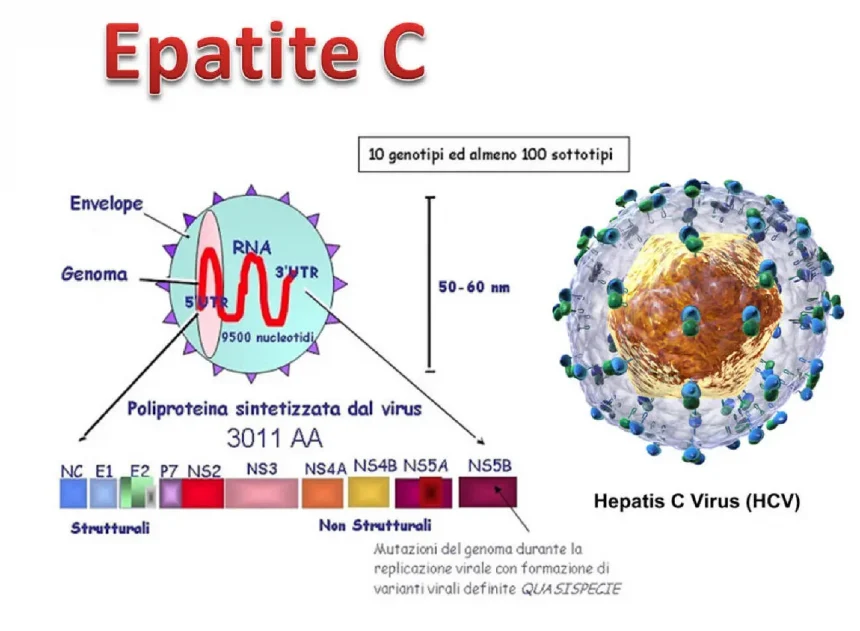 Epatite C: i farmaci efficaci esistono ma servono test rapidi per identificare il sommerso