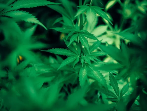 Legalizzazione della Cannabis: la situazione in Europa
