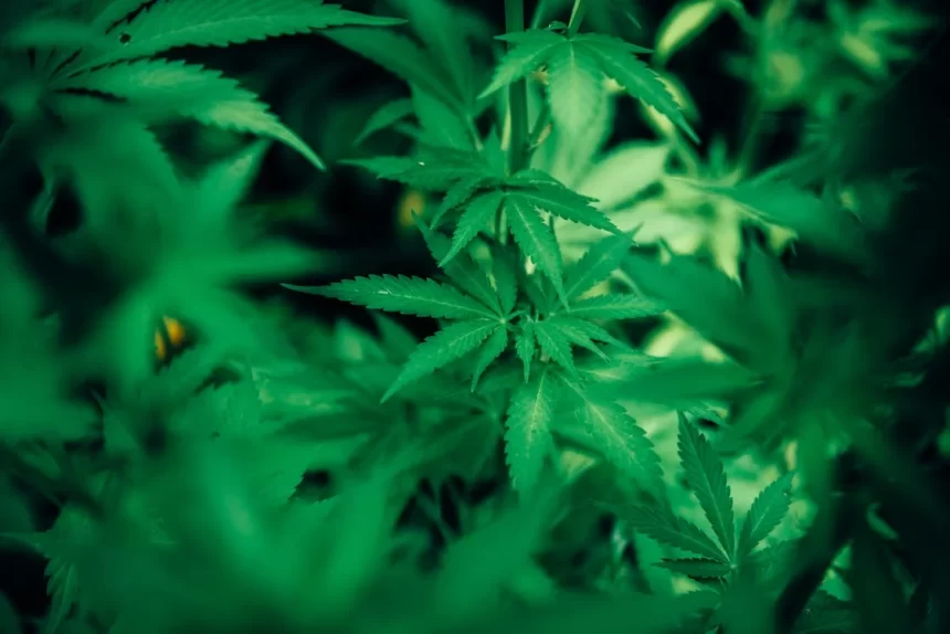 Legalizzazione della Cannabis: la situazione in Europa