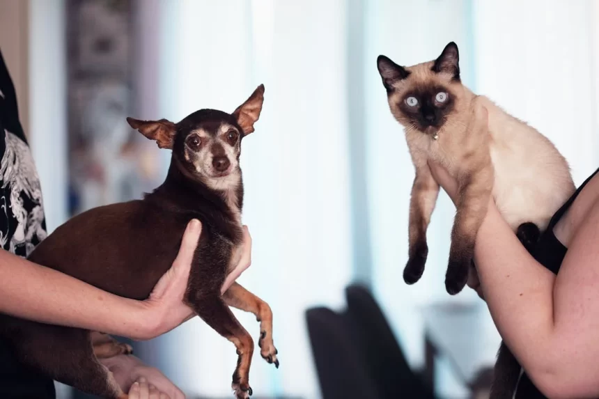 Dottor Bau & Dottor Miao: per una vacanza serena con il nostro pet