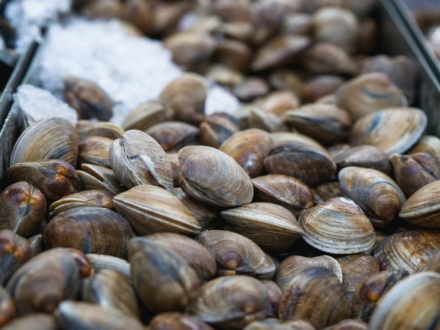 Siccità: a causa della morìa nel delta del Po +40% il prezzo delle vongole e il consumo crolla a -50%