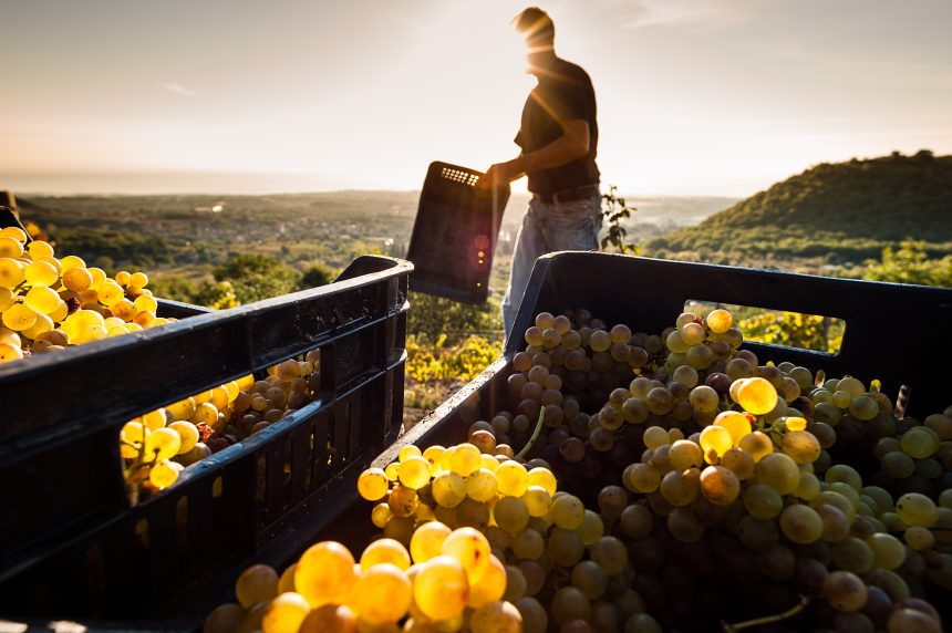 Uve sane e di qualità: in Sicilia prende il via la vendemmia 2022