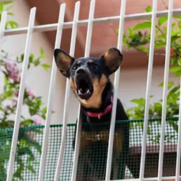 Beghe condominiali: i risarcimenti riconosciuti a chi subisce rumori a tutte le ore e a causa di cani che abbaiano anche di notte