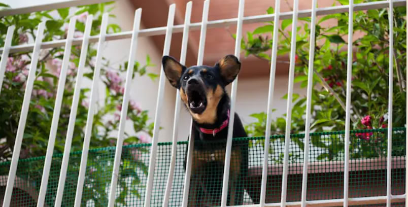 Beghe condominiali: i risarcimenti riconosciuti a chi subisce rumori a tutte le ore e a causa di cani che abbaiano anche di notte