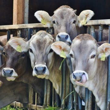 Nuovo studio: la canapa aumenta la salute delle mucche e riduce lo stress