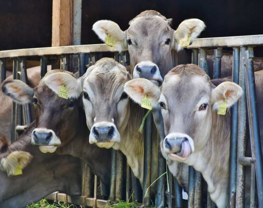 Nuovo studio: la canapa aumenta la salute delle mucche e riduce lo stress
