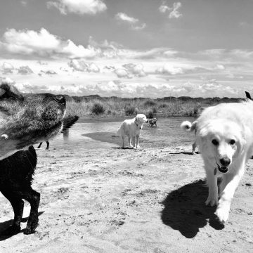 Baubeach®: aperte le iscrizioni ai nuovi corsi di Dog Management Turistico