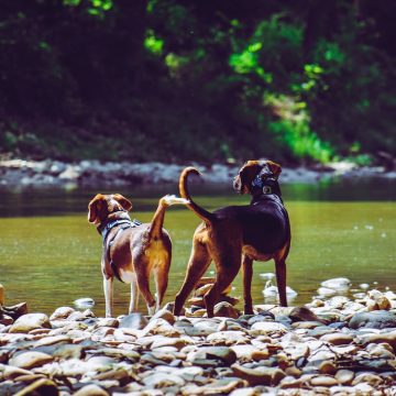 Cani e demenza: la patologia aumenta del 50% per ogni anno di vita nei cani anziani poco attivi