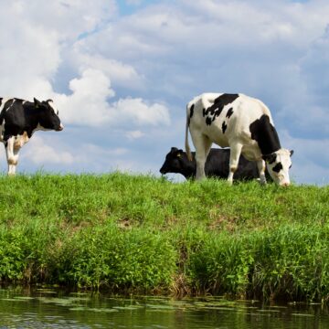 Ue: Cia, allevamenti rientrati in direttiva emissioni industriali. Ingiusto il voto in Commissione Ambiente