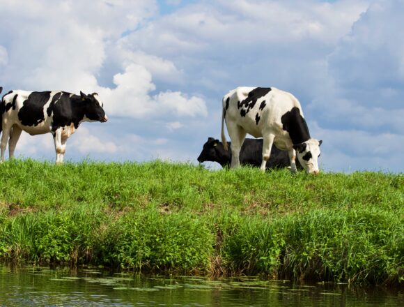 pexels-matthias-zomer-325257 Ue: Cia, allevamenti rientrati in direttiva emissioni industriali. Ingiusto il voto in Commissione Ambiente