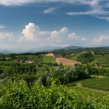 Collio Bianco: tradizione e identità per un progetto comune