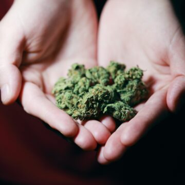 Cannabis: legalizzazione in Europa e impatto sociale