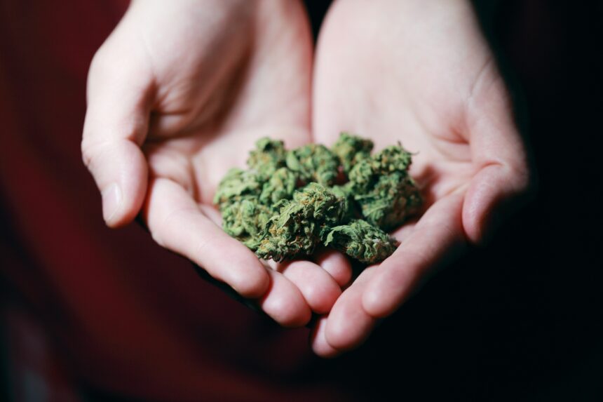 Cannabis: legalizzazione in Europa e impatto sociale