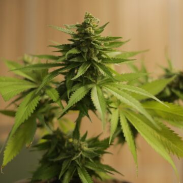 Canada e Cannabis legale: il 72% della popolazione è d’accordo