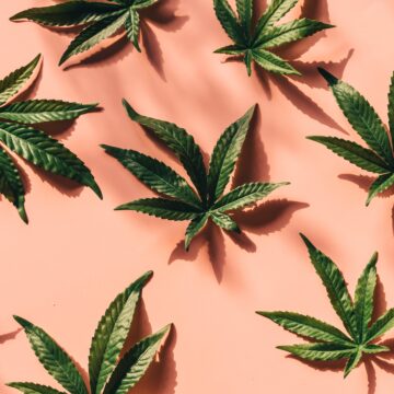 Stati Uniti: le iscrizioni all’università sembrano essere aumentate negli stati in cui la marijuana ricreativa è stata legalizzata