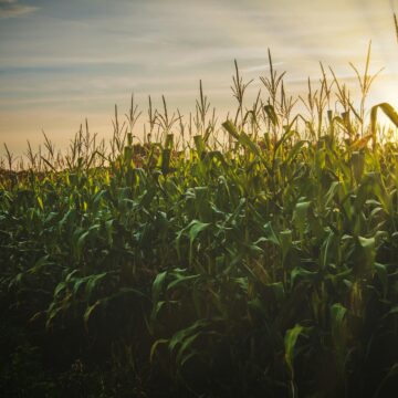 Agricoltura – Mais – Cia: rinnovo accordo di filiera per il granturco fa bene a comparto