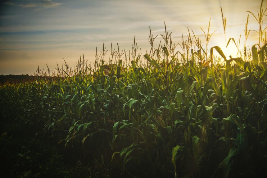 Agricoltura – Mais – Cia: rinnovo accordo di filiera per il granturco fa bene a comparto