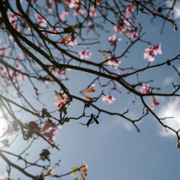 Sbalzi di primavera: le vie aeree sono sotto attacco