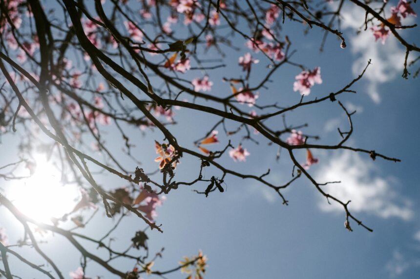 Sbalzi di primavera: le vie aeree sono sotto attacco