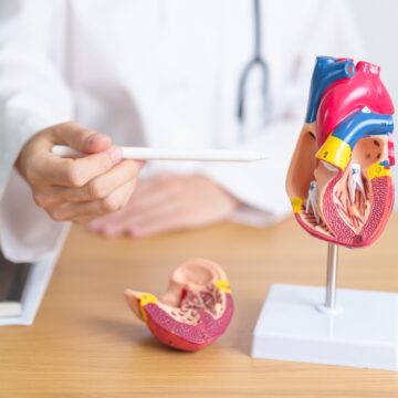 Anche il cuore ha il suo cervello: nuovi studi svelano che le cellule cardiache possono autoripararsi grazie alle neurotrofine
