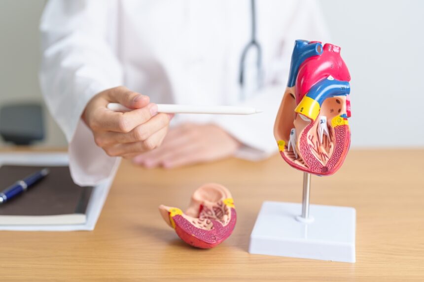 Anche il cuore ha il suo cervello: nuovi studi svelano che le cellule cardiache possono autoripararsi grazie alle neurotrofine