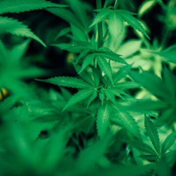 Droghe: MAROCCO – Re Mohammed VI concede la grazia a più di 4.800 coltivatori di cannabis